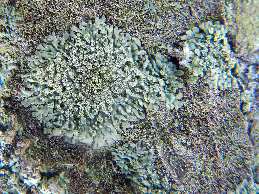 Parmelia ssp. ?